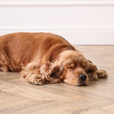 a dog sleeping on the floor